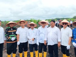 Dukung Swasembada Pangan, Kementan Gandeng PTPN Optimalkan Lahan Perkebunan untuk Tumpang Sari Padi Gogo